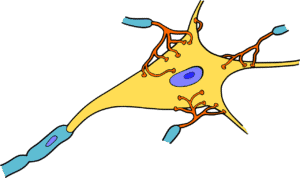 Vitamin B6 deficiency nervous system