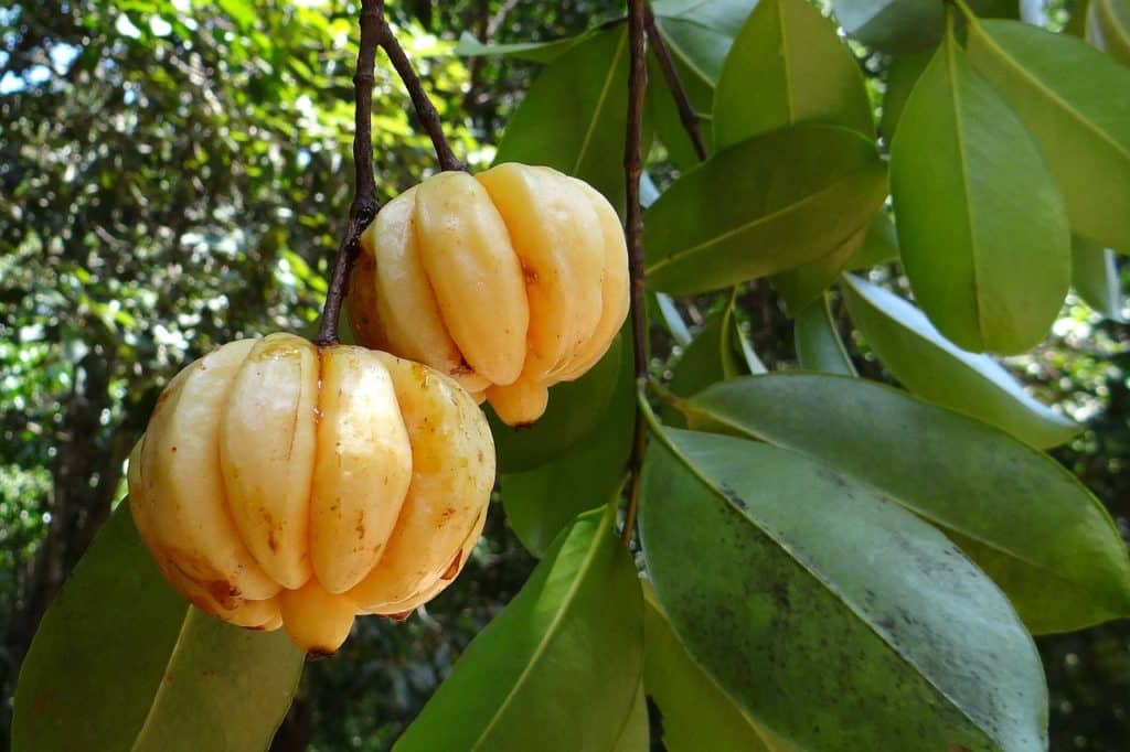 Garcinia cambogia australia berries